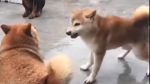 funny dogs play time