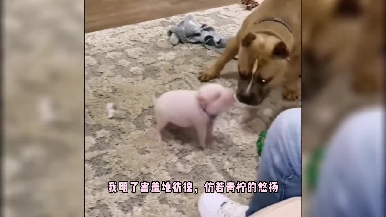 funny pig video (itch)