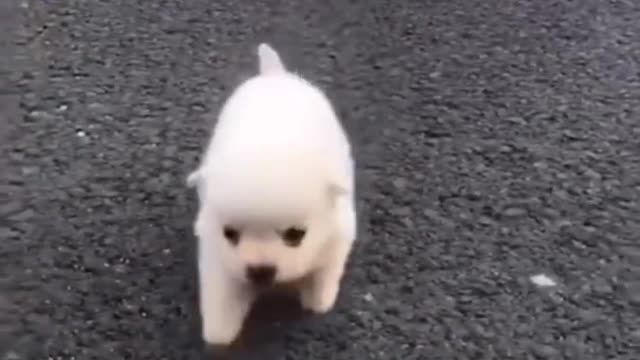 #Short Cute Small Puppy playing Running Army