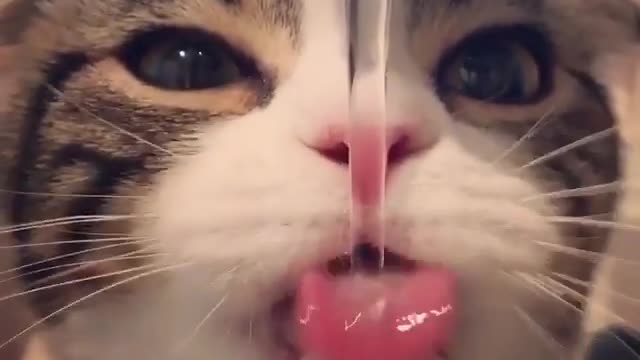 Cat life apocalypse, how to get along with cats. episode 10