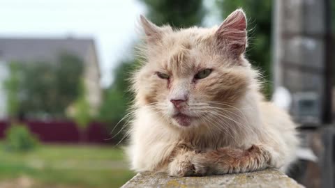 Old sick cat with sore nose sits on the fence