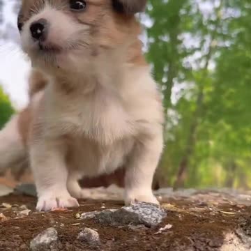 Cute baby animals Videos Compilation cute moment of the animals - Cutest Animals On Earth