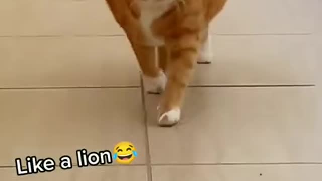 Best Funny cats /5