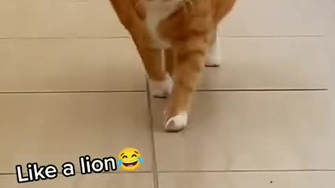 Best Funny cats /5