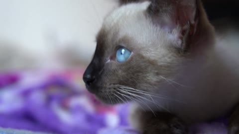 Cute Little Kitten With Blue Eyes Needs Some Attention