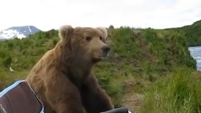 the bear came to the lake to the fisherman