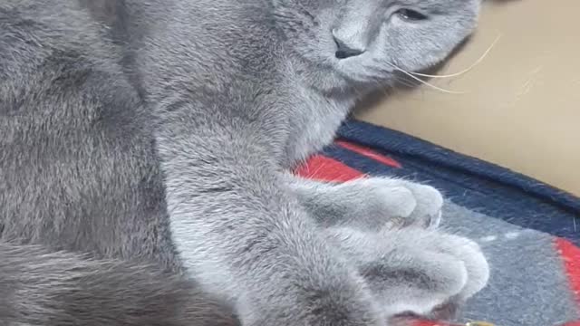 gray cat wants to play but too sleepy