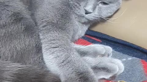 gray cat wants to play but too sleepy