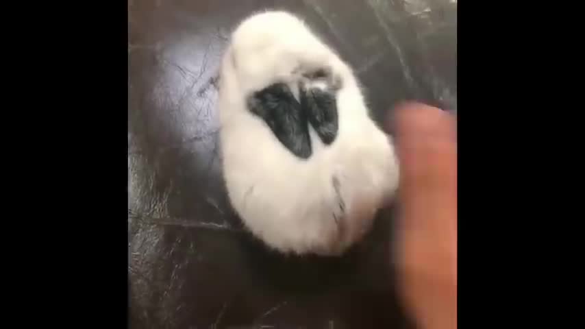 Cute baby animals Videos Compilation 2021