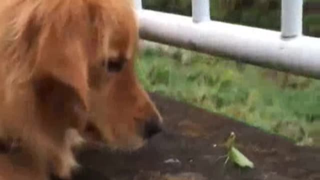 Dogs only blink their dark eyes