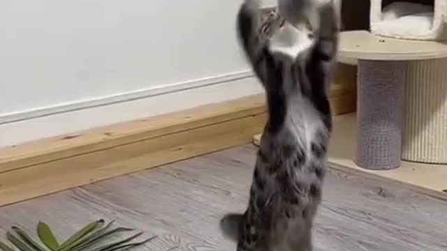 cute kitten playing a lot/funny cat pet