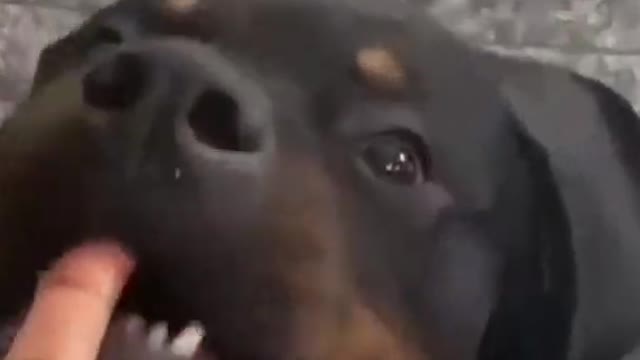 Cute dogs funny moment