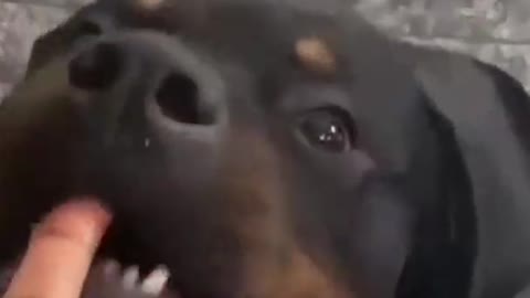 Cute dogs funny moment