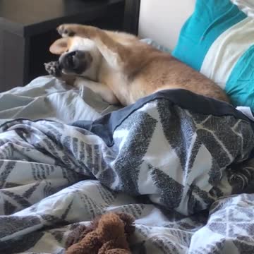 There is no cutest thing that just wake up Shiba inu puppy