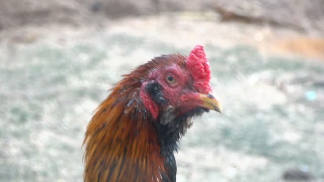 #4 BRAZILIAN ROOSTERS