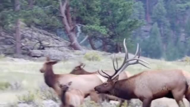 Have you ever seen a herd like this? It's a really spectacular sight