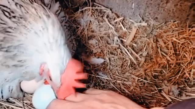 Funny vedeo Chicken 2022