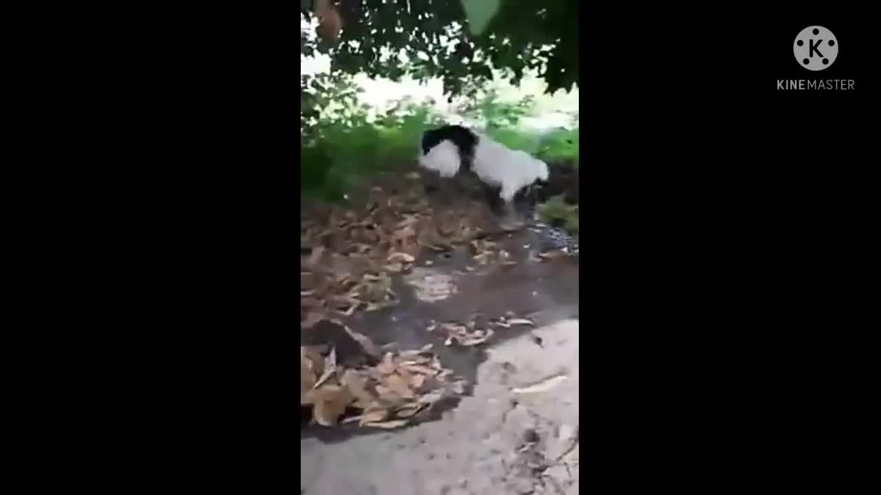 Dog having fun in the mud.