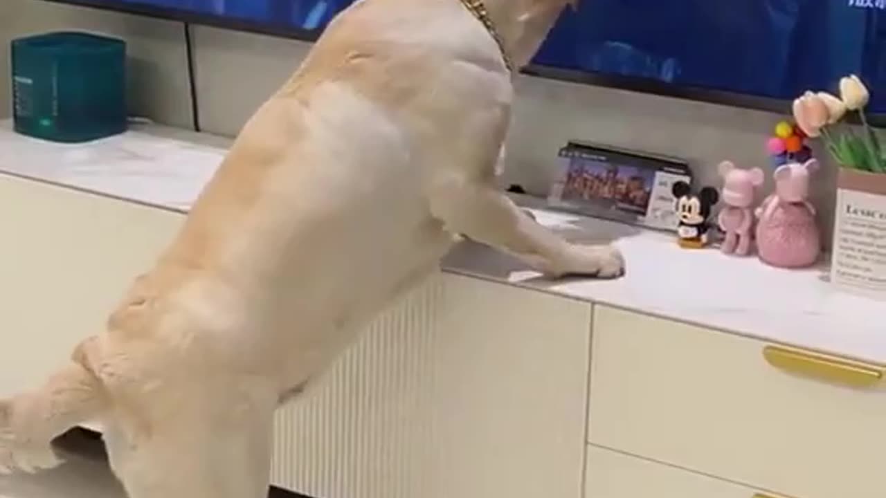 Hungry dog funny 🥰🥰😅