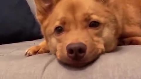 Attack Of The Funny Dogs || The Best Videos About Dogs