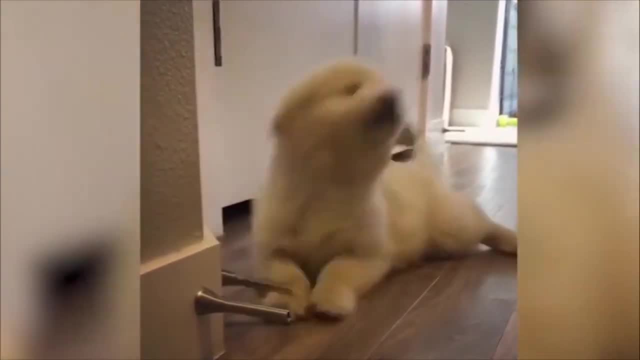 FUNNY PETS