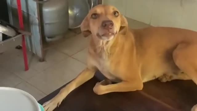 happy dog