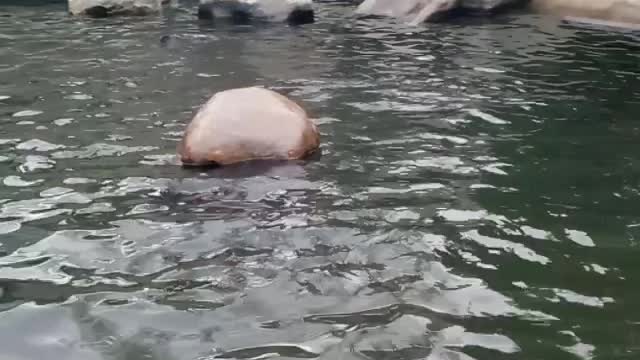 Funny seal in the zoo