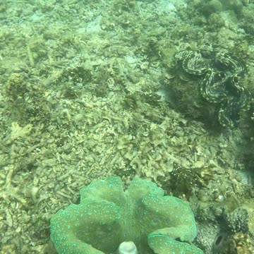 Snorkeling Adventures Philippines Amazing World of Giant Clams