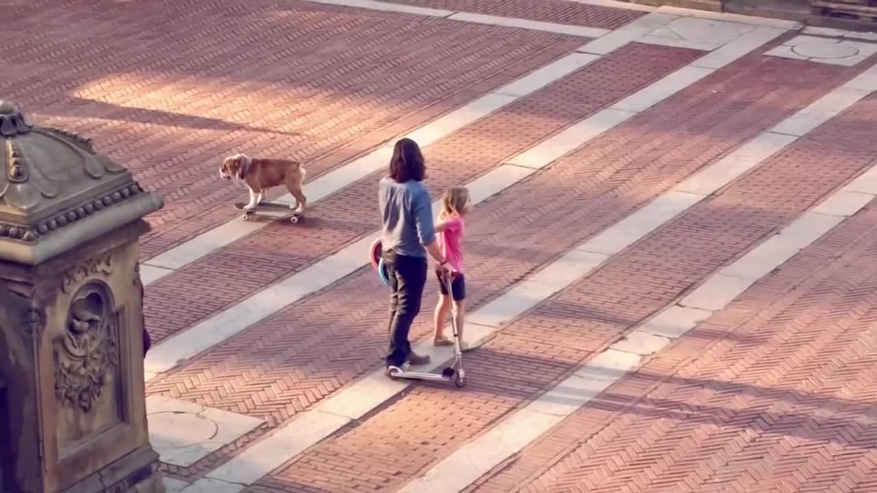 Cartman the bulldog skating in central park