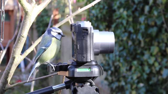 Titmouse photographer?