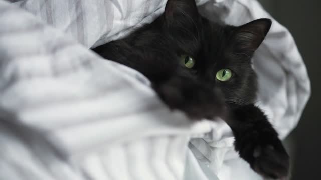 Sleepy black cat with green eyes lies wrapped in a blanket with its paws out. Slow motion