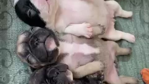 Dog video