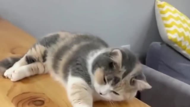 Funny cat what just happened