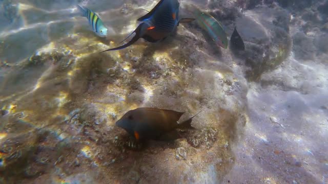 Close-up view of various colorful tropical fishes swimming in sea