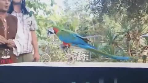 Funny Parrots wed funny seens