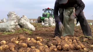 China scientists rush to climate-proof potatoes