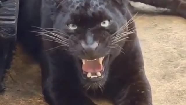 Real Sound of Jaguar So Dangerous nature animal jaguar tiger wildlife