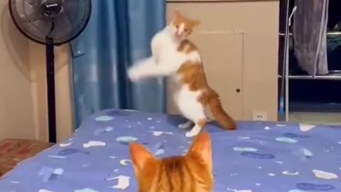 Funny cats - Part 19