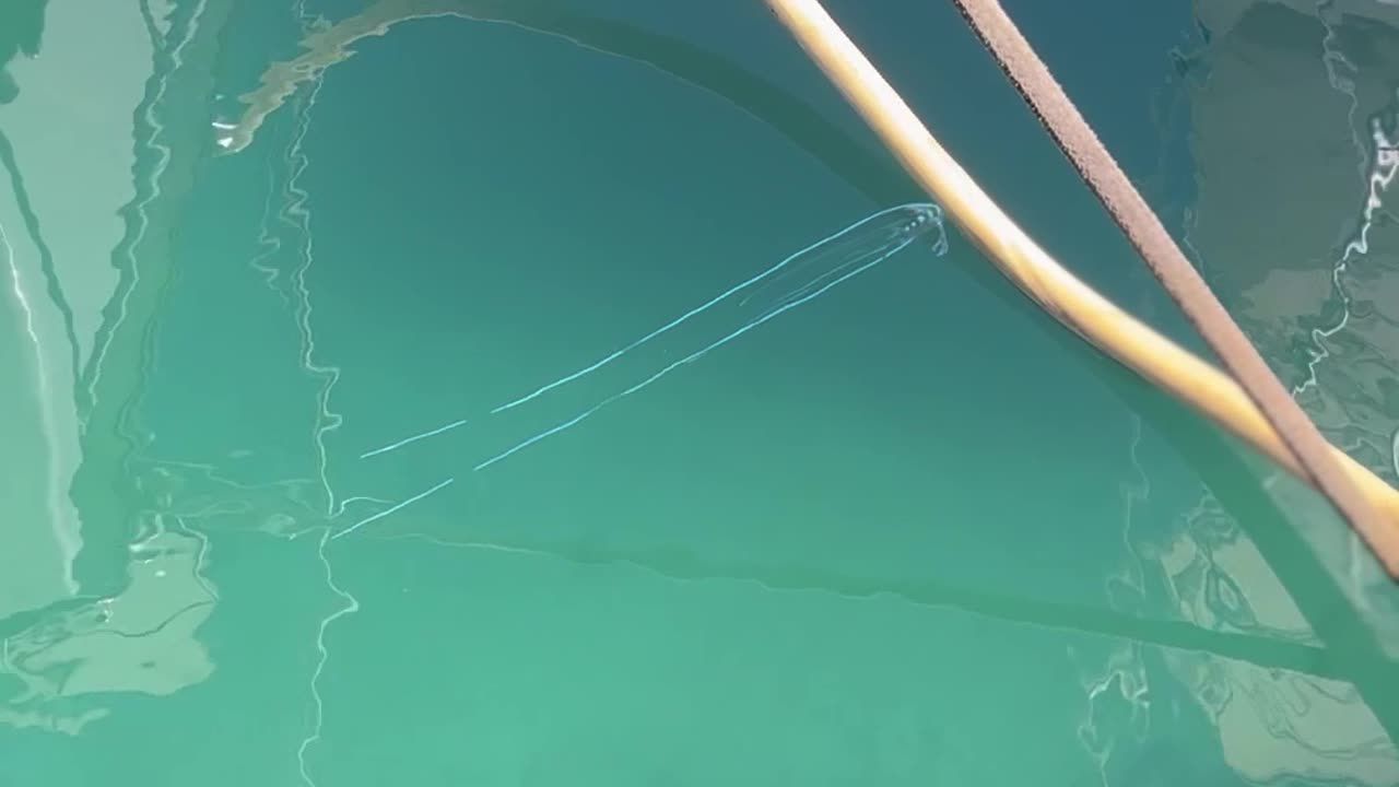 Fish With Tentacle Filaments