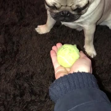 Can this Pug resist the ball?