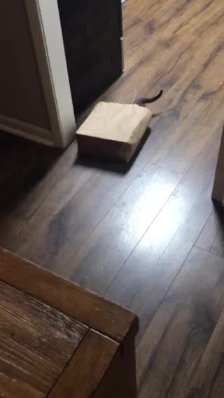 2 Bengal kittens one bag