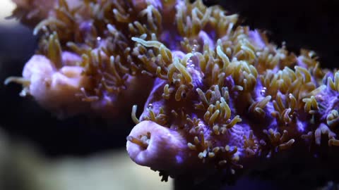 The underwater world not only has fish, but also many beautiful and strange corals.