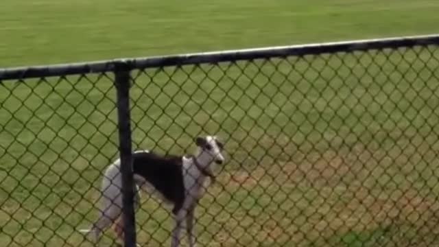 Animals videos| Funny Animals video| funny videos| cat| dog