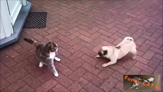 Cats and Dogs Meeting Each other For The First Time Funny