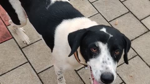 Dog playing