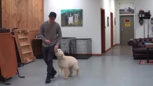 5 minutes dog training (fast results)