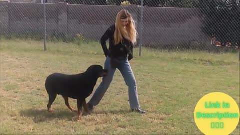 Brain training for dogs