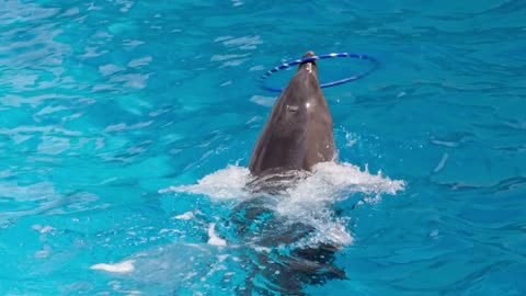 Dolphin Spins Hulahup on the Nose