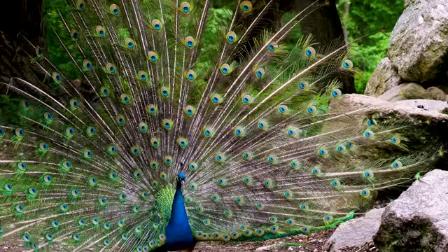 beautiful peacock