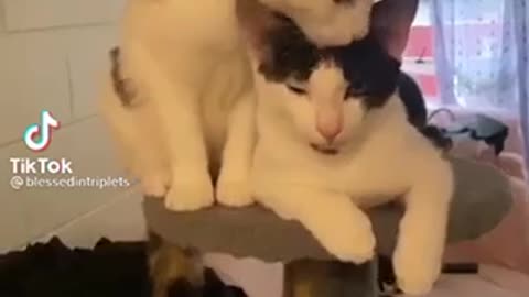 Cats grow up trend